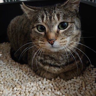 保護猫のほそちゃん！