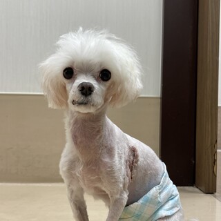 心臓病を治したマルチーズ　推定8歳