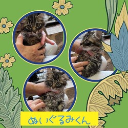 ねこ組福岡中央譲渡会 サムネイル2