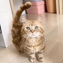父猫引退の短足マンチカン♂5歳