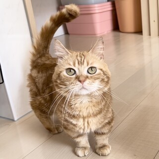 父猫引退の短足マンチカン♂5歳