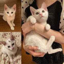 ねこの譲渡会 サムネイル2