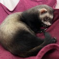 1歳1ヶ月のフェレット♀です