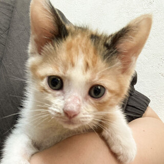 募集停止　人間大好き！ミケ女子おもち