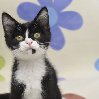 甘えん坊のエイチロくん