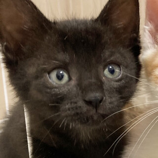 とっても賢くて控えめアピール女子くろ