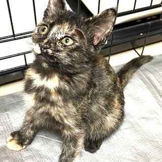 トライアル決定！サビ猫ポニョちゃん♡