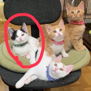 人間大好き♪ミロクちゃん