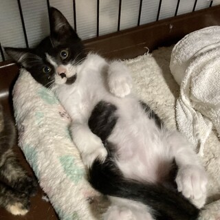 中からオッサンが出て来たらゴメンなさい！響くん