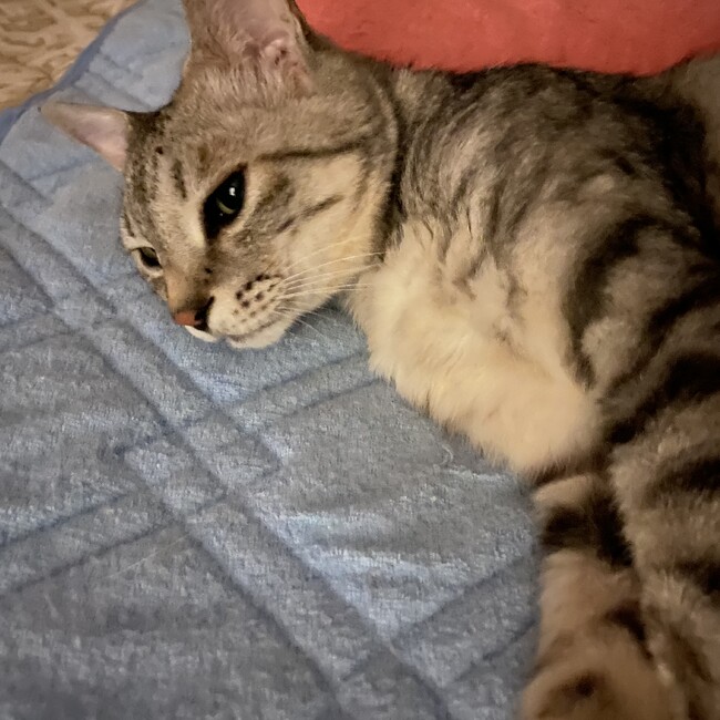 ぷしゃぷしゃのカバー写真