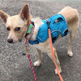 「めん」女の子