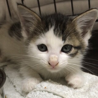 可愛い子猫ちゃんです