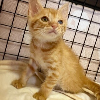 かわいい茶トラの男の子