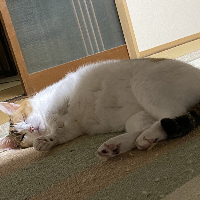 sugar88のカバー写真