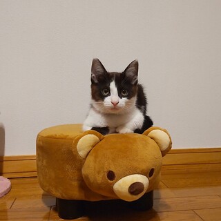 きれいなお顔のハチワレ男子