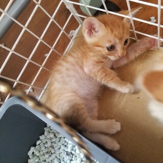 可愛い〰茶トラの男の子と、女の子