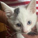 オッドアイ 3ヶ月のオス猫ちゃんです