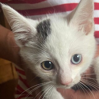 オッドアイ 3ヶ月のオス猫ちゃんです