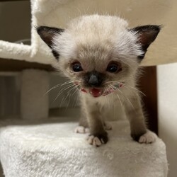 第169回　にゃん☆ぴーす猫譲渡会