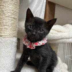 第169回　にゃん☆ぴーす猫譲渡会 サムネイル2