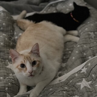  クリーム色のミルク君です