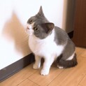 【早急に里親募集】ブリティッシュショートヘア