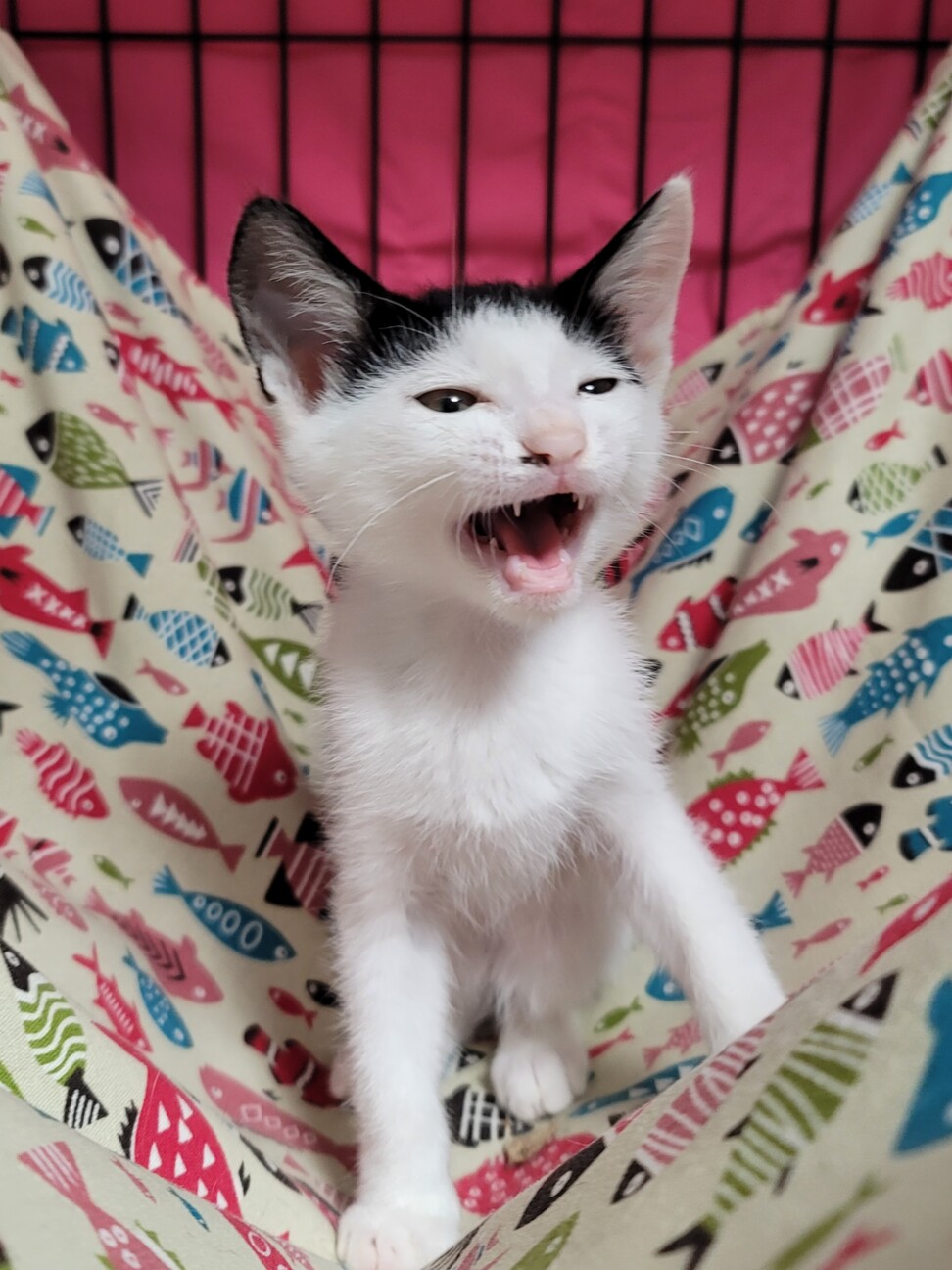 困り顔に癒される ベタな 東京都 猫の里親募集 ペットのおうち 月間利用者150万人