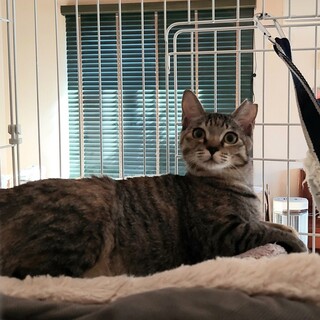 むぎわらちゃんの家族になってくれませんか？