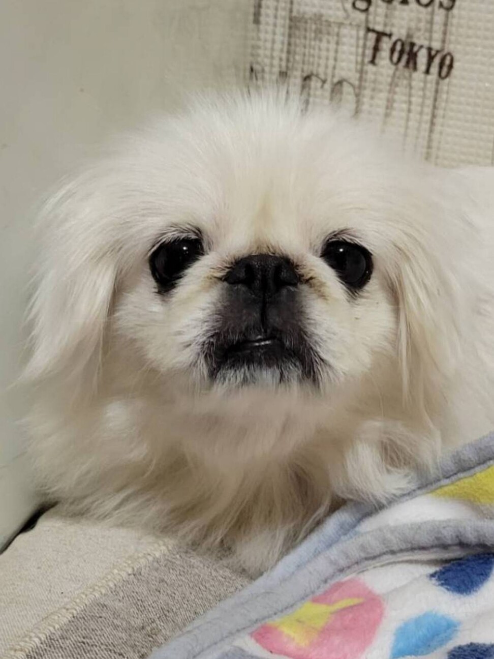 ペキニーズ 天花 東京都 犬の里親募集 ペットのおうち 月間利用者150万人