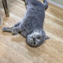 ゴロゴロ、スリスリ人が大好きなブリちゃん3歳オス
