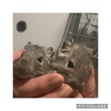 ブルーデグー生後9ヶ月の姉妹
