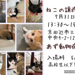 ねこの譲渡会@京田辺市