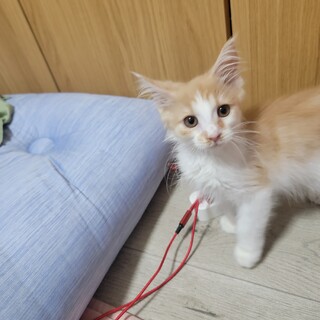 脚長マンチカンの超甘えん坊君