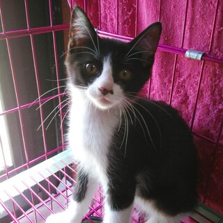 甘えん坊のハチワレくん