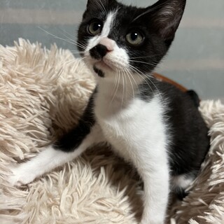 生後二ヶ月、元気いっぱいなハチワレの女の子！