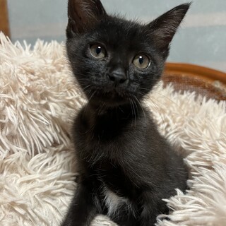 生後二ヶ月元気いっぱいの黒猫ちゃん♀