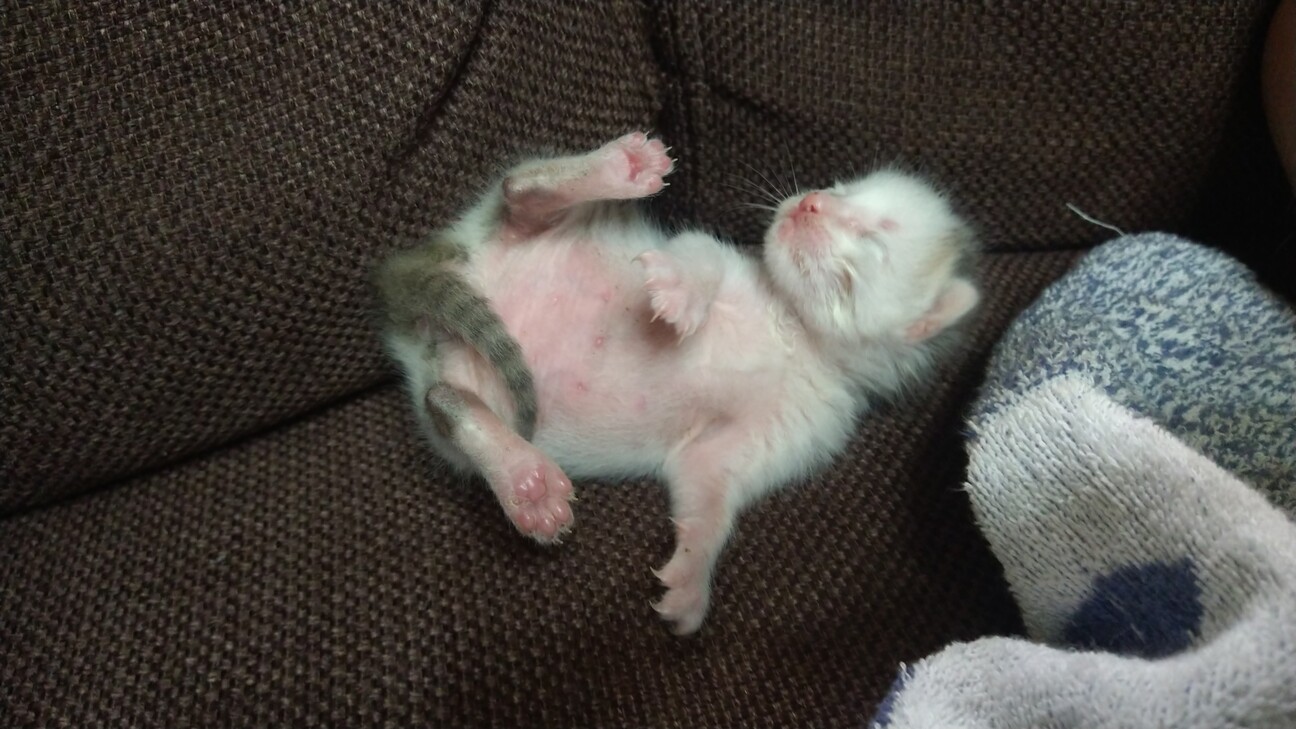 ラウンド ワイヤークラフト りんごクッションとハチワレ猫ちゃんのwelcome その他 Www Finistereman Fr