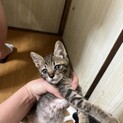 子ネコ　可愛がってくださる方