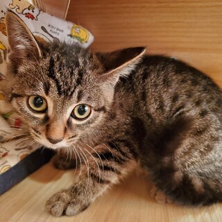 人慣れ中キジトラのライムちゃん♀️