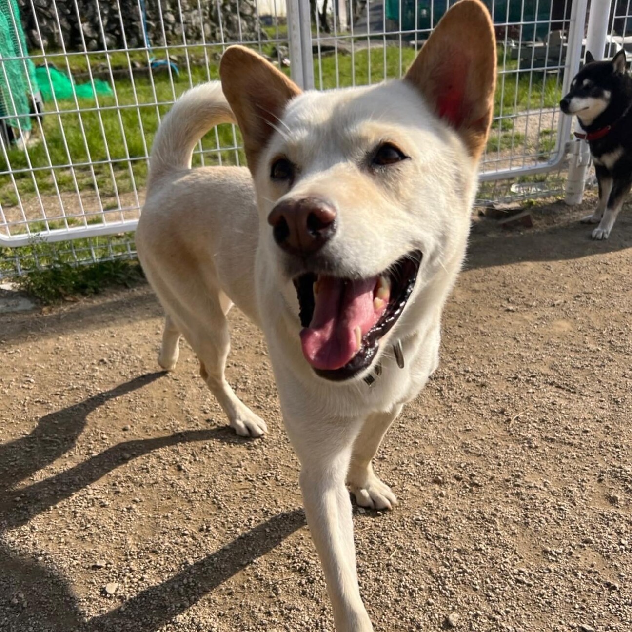 賢いスノー 広島県 犬の里親募集 ペットのおうち 月間利用者150万人