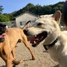 さすらい犬（笑）賢いスノー サムネイル3