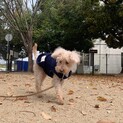 トイプー　オレオ