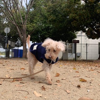 トイプー　オレオ