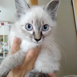 3か月位のシャム系長毛女子