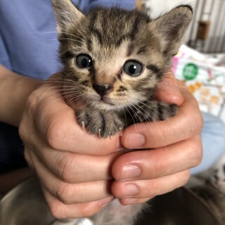 子猫の里親様募集中！