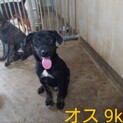 生後６か月過ぎた子犬。近々引き出し予定です。
