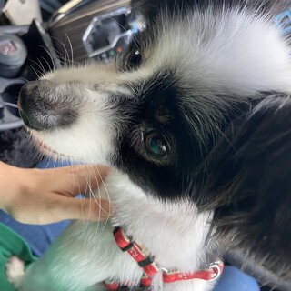 パピヨン今年4歳の男の子、締切31日まで