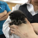 ［里親決まりました］生後間もない黒猫ちゃん。