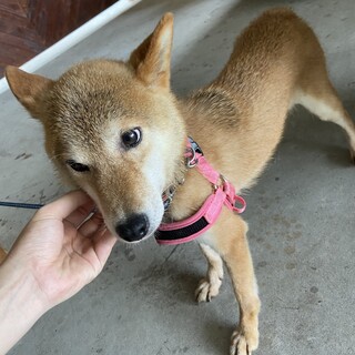 柴犬の女の子再募集