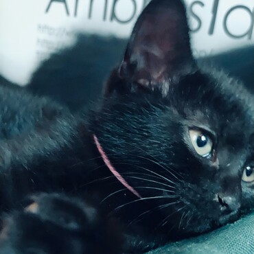 とても美猫です。